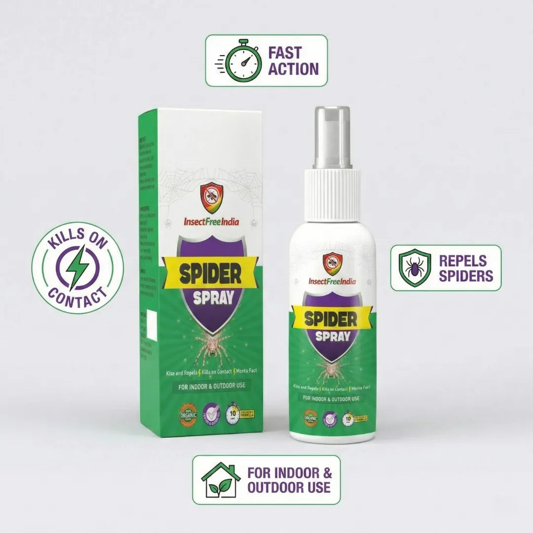 Spider Spray – Fast & Effective Control for Indoor and Outdoor Spaces
